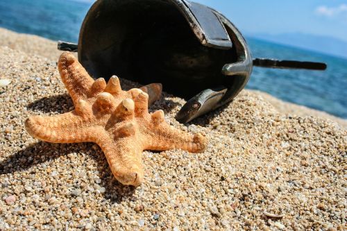 sea star beach greek helmet