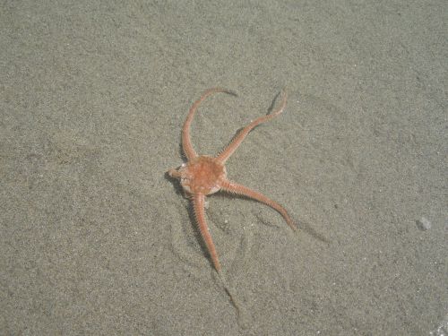 sea star sea sand