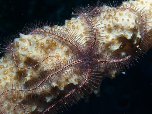 sea-star coral underwater