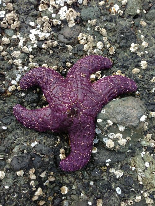 sea star starfish purple