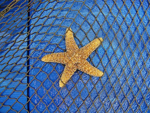 sea star marine animals sea