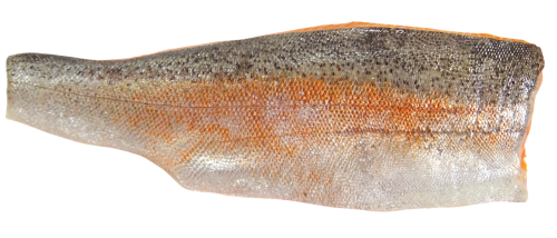 sea trout sea trout