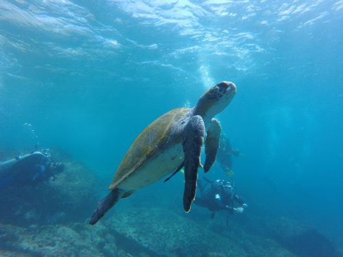 sea ​​turtle diving mar