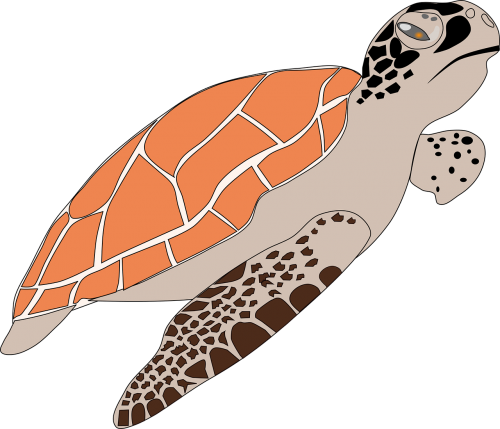 sea turtle animal wildlife