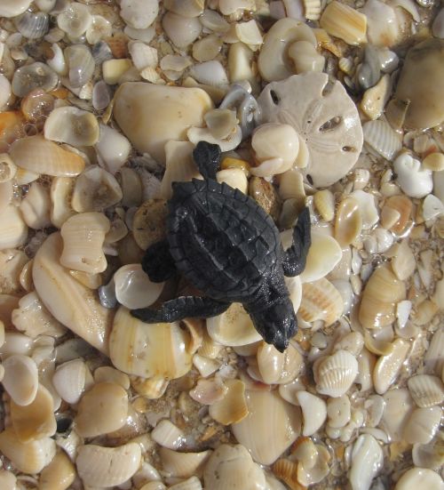 sea turtle kemp's ridley seashells