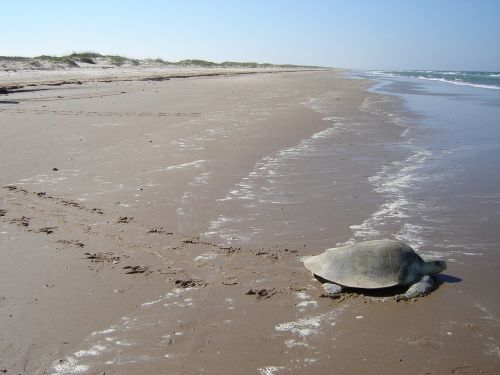 sea turtle kemp's ridley beach