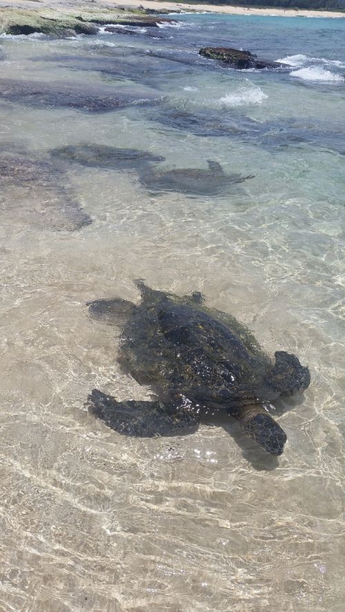 sea turtle turtle hawaii