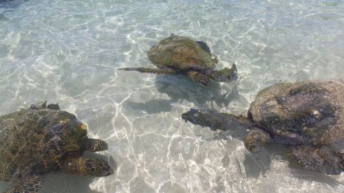 sea turtle hawaii oahu