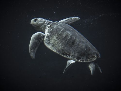 sea-turtle turtle sea