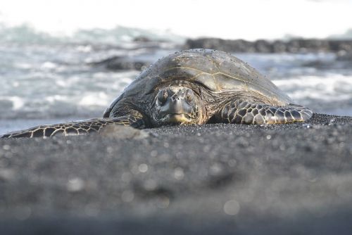 sea turtle hawaii black