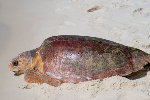 sea turtle sea life gulf of mexico