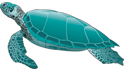 sea turtle  green turtle  turtle