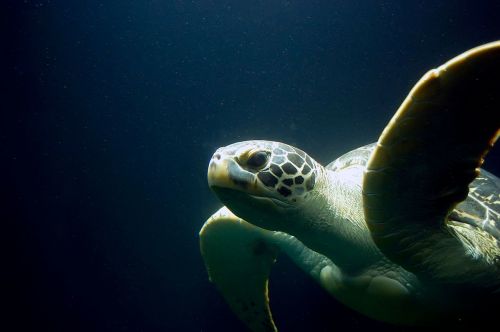 sea turtle turtle meeresbewohner
