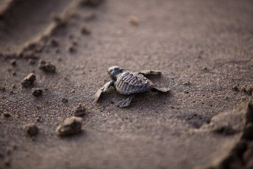 sea turtle baby young