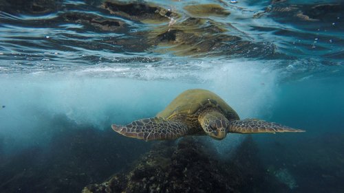 sea turtle  ocean  hawaii