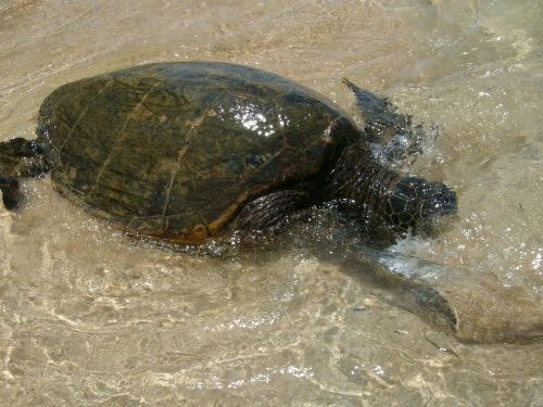 sea turtle hawaii turtle