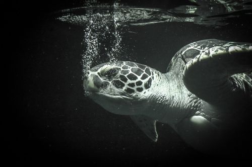 sea ​​turtle sea animal