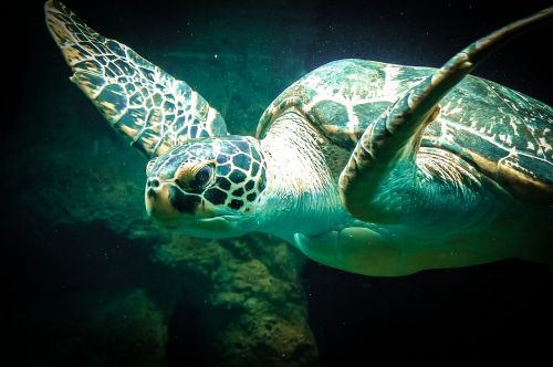 sea ​​turtle sea animal