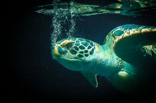 sea ​​turtle sea animal