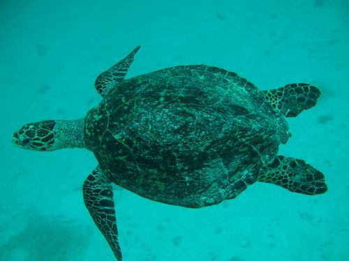 sea ​​turtle maldives sea