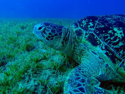 sea turtle turtle underwater