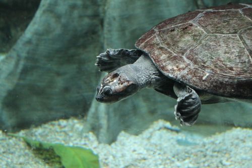 sea turtle turtle aquarium
