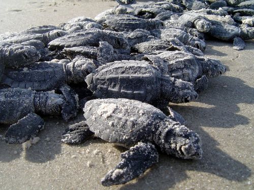 sea turtles hatchlings sand