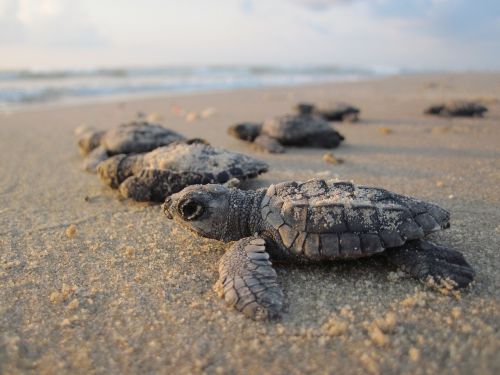 sea turtles hatchlings baby