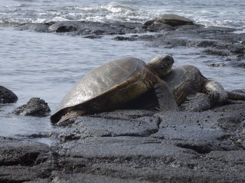 sea ​​turtles turtles aquatic animals