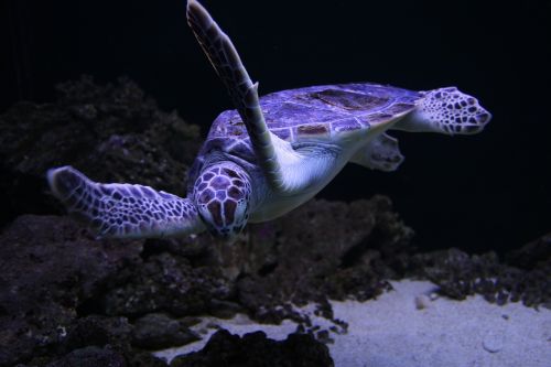 sea turtles turtle animal
