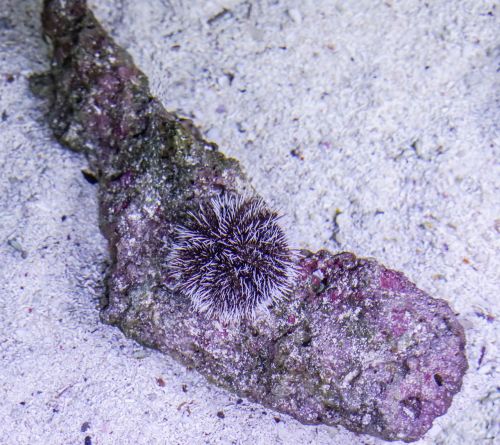 sea urchin water nature