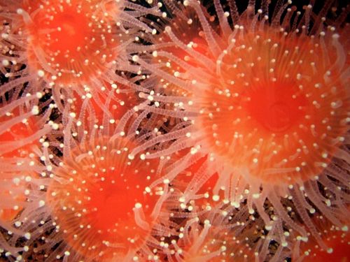 sea urchin aquarium bench
