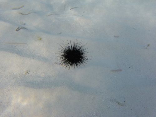 sea ​​urchin sea hedgehog