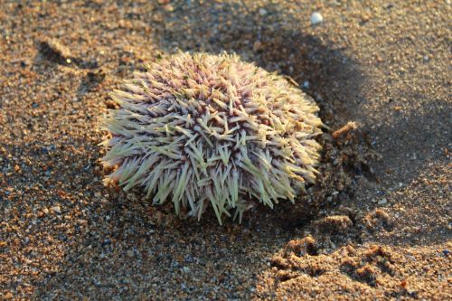 sea urchin shore beach