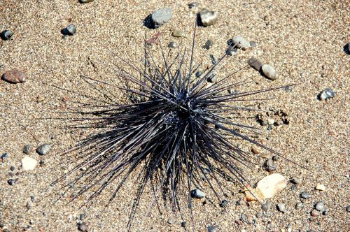 sea urchin bali sea