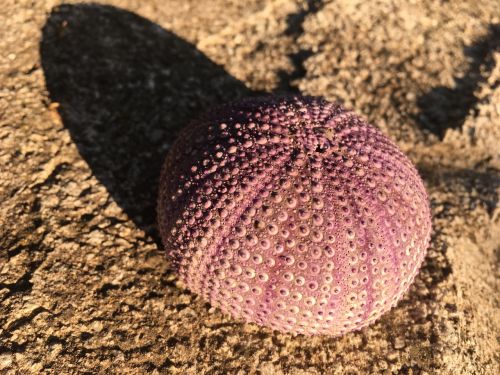 sea urchin sea ocean