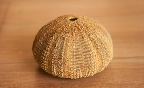 sea urchin sea life shell
