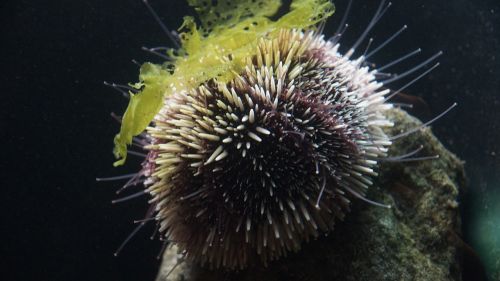 sea urchin sea hedgehog ocean