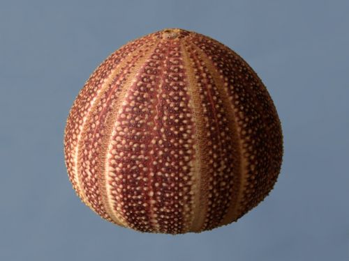 sea -urchin corona echinus esculentus
