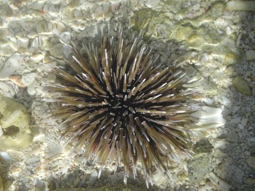 sea urchin clear water urchin
