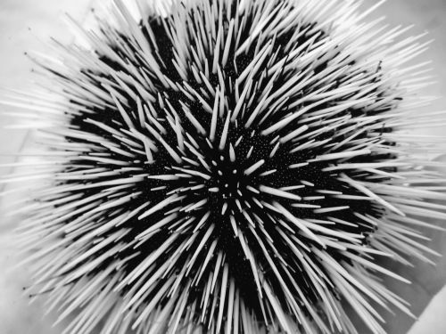 sea urchin animal marine