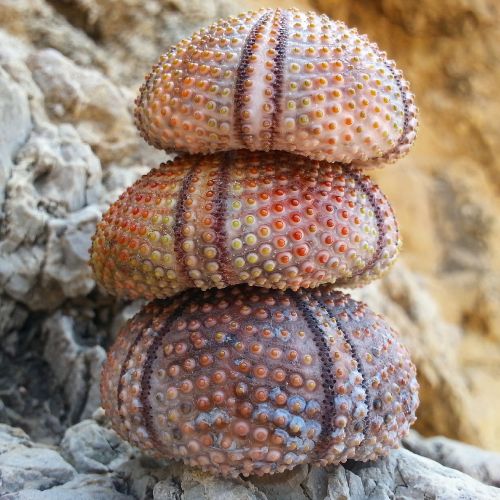 sea ​​urchin marine turkey