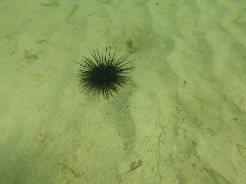 sea urchin fish jamaica