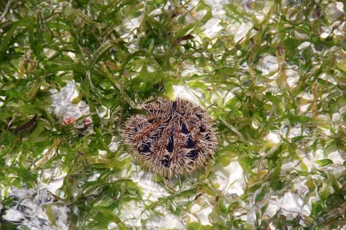 sea urchins sting underwater