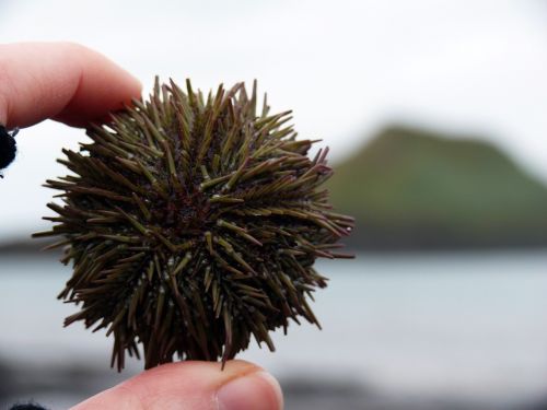 sea urchins sea sting