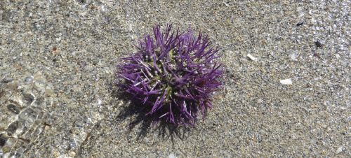 sea urchins sea animal beach