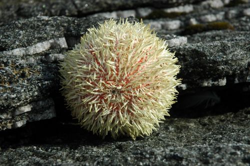sea urchins ball rock