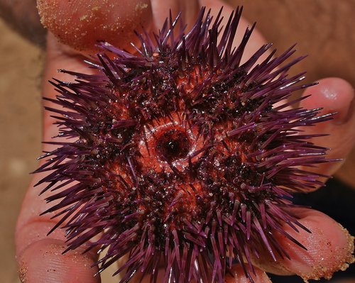 sea urchins  seafood  fresh