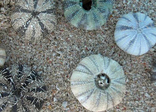 sea urchins marine life meeresbewohner