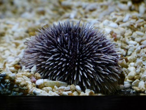 sea urchins purple sea urchin sphaerechinus granularis